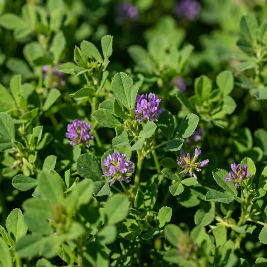 kost!bar BIO Greens besteht zu 20 Prozent aus Alfalfa Grassaftpulver