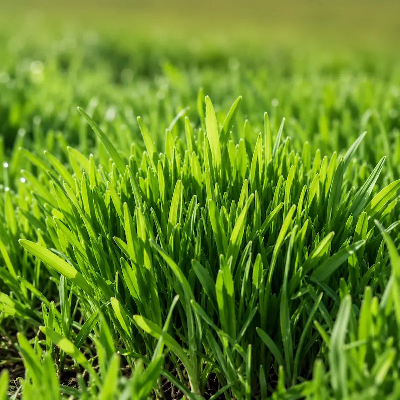 Frisches junges Bio Gerstengras mit taufeuchten grünen Halmen – eine der 5 Grassorten im kost!bar BIO Greens Pulver.