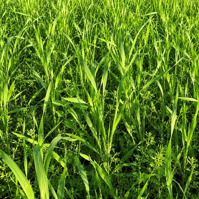 Kräftiges junges Bio-Kamutgras (Urweizen) auf dem Feld – mineralstoff- und proteinreiche Zutat im kost!bar BIO Greens Pulver.