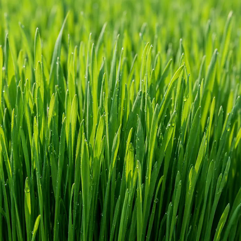 Dichtes, sattgrünes Bio Weizengras mit Tautropfen – natürliche Chlorophyll-Quelle im kost!bar BIO Greens Pulver.