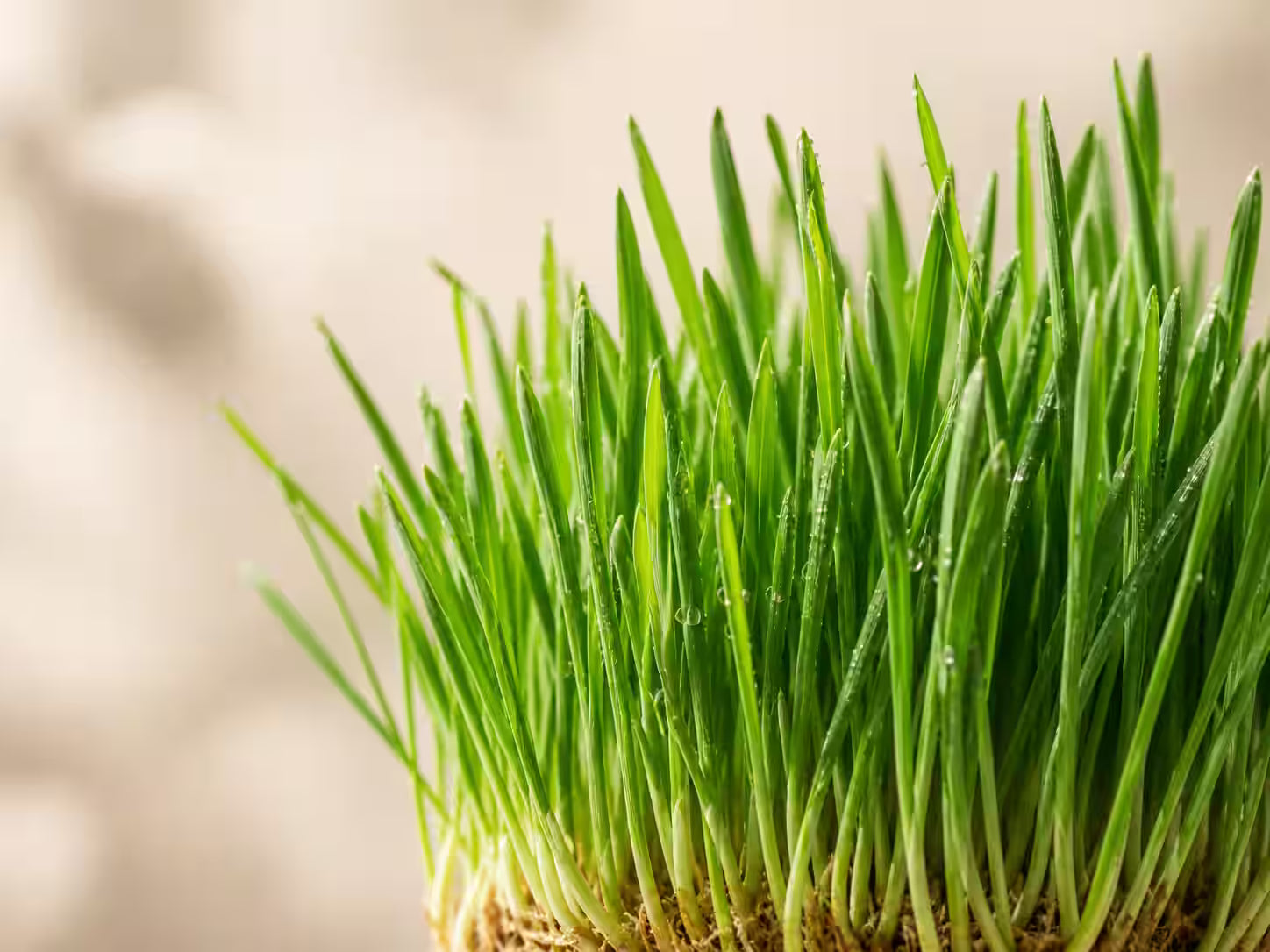 kost!bar BIO Greens besteht zu 20 Prozent aus Gerstengras Saftpulver