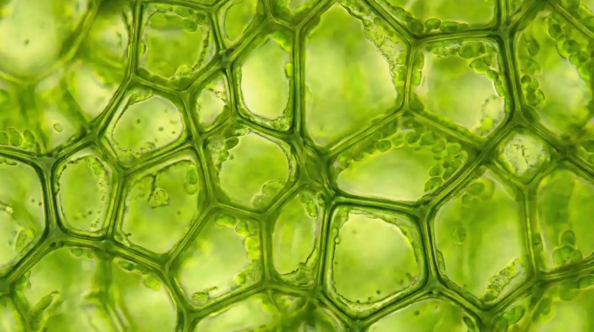 In schonender Rohkost-Qualität. Reich an Chloropyll, Antioxidantien & sekundären Pflanzenstoffe.