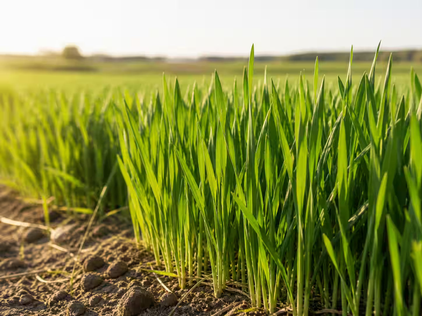 kost!bar BIO Greens besteht zu 20 Prozent aus Weizengras Saftpulver