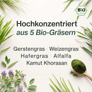 Fünf Bio-Gräser – Gerstengras, Weizengras, Hafergras, Alfalfa, Kamut Khorasan – mit grünem Pulver auf einem Holzlöffel